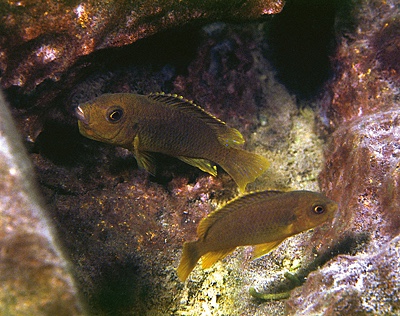 Iodotropheus sprengerae 'Makokola Reef'